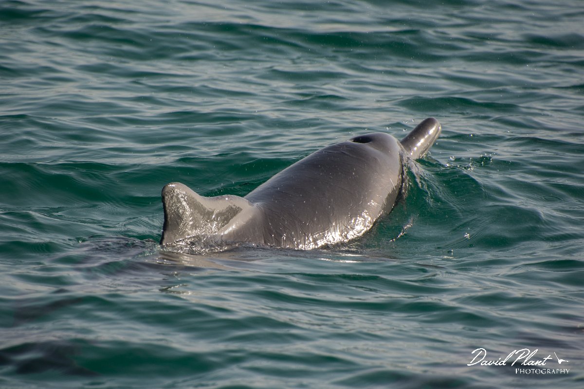 DPPhotography - Oman - Humpback dolphin - I.jpg - Indian humpback dolphin, Sousa plumbea - off Juweira Boutique Hotel, Oman