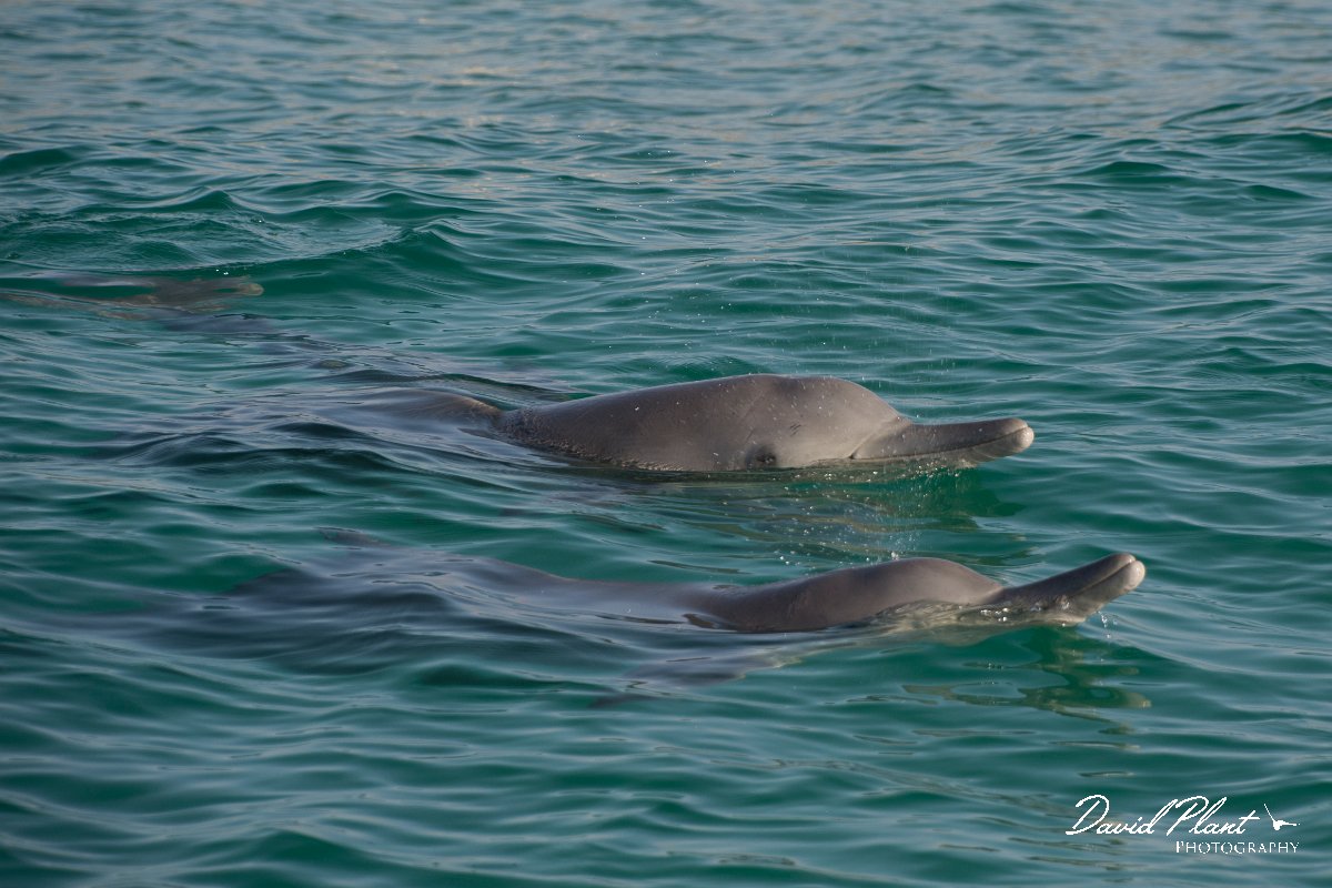 DPPhotography - Oman - Humpback dolphin - J.jpg - Indian humpback dolphin, Sousa plumbea - off Juweira Boutique Hotel, Oman
