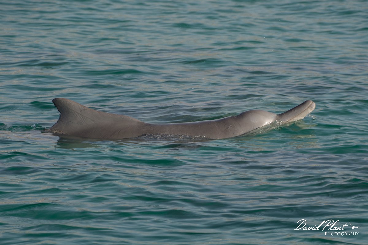 DPPhotography - Oman - Humpback dolphin - K.jpg - Indian humpback dolphin, Sousa plumbea - off Juweira Boutique Hotel, Oman
