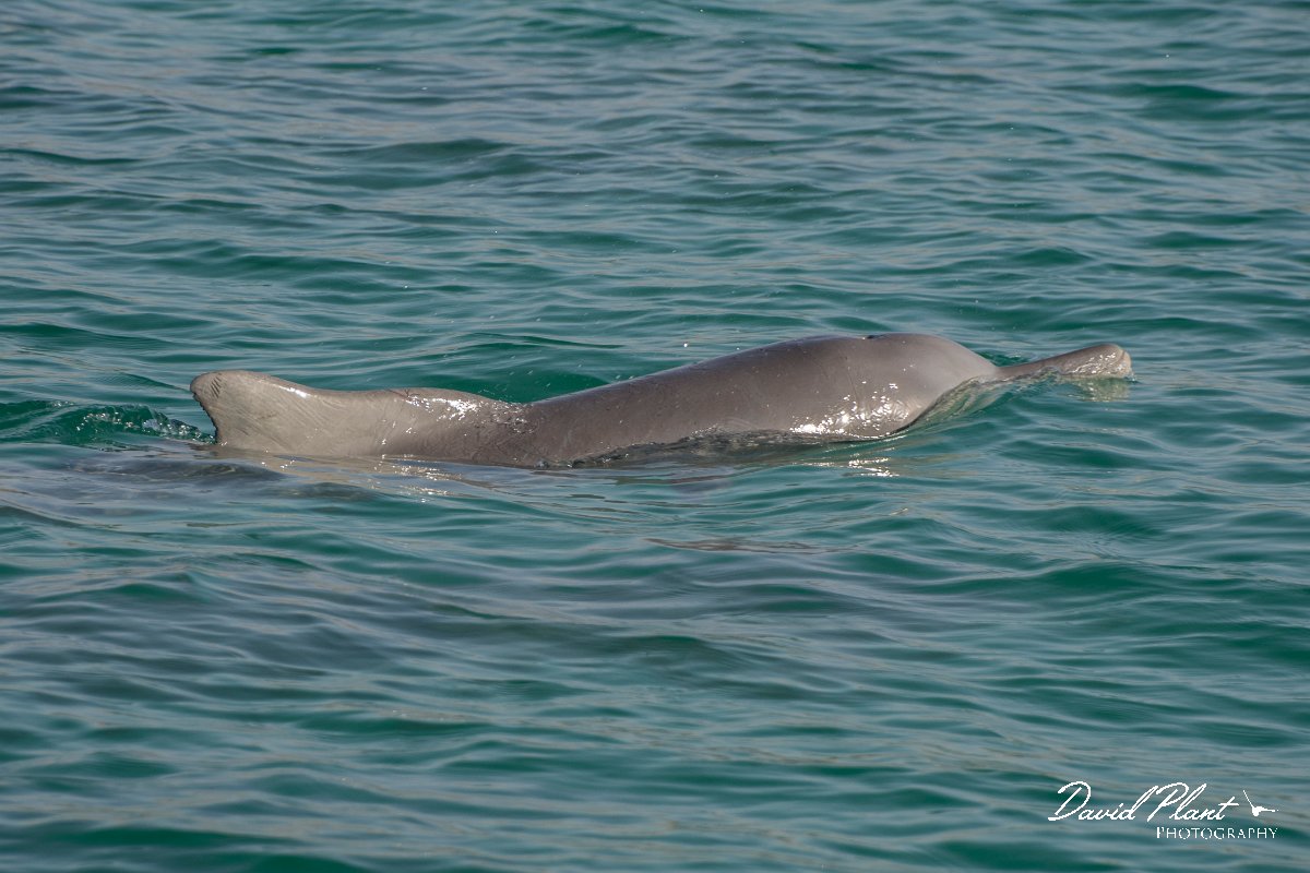 DPPhotography - Oman - Humpback dolphin - L.jpg - Indian humpback dolphin, Sousa plumbea - off Juweira Boutique Hotel, Oman