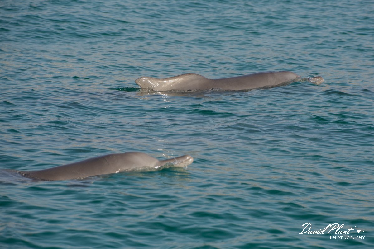 DPPhotography - Oman - Humpback dolphin - M.jpg - Indian humpback dolphin, Sousa plumbea - off Juweira Boutique Hotel, Oman