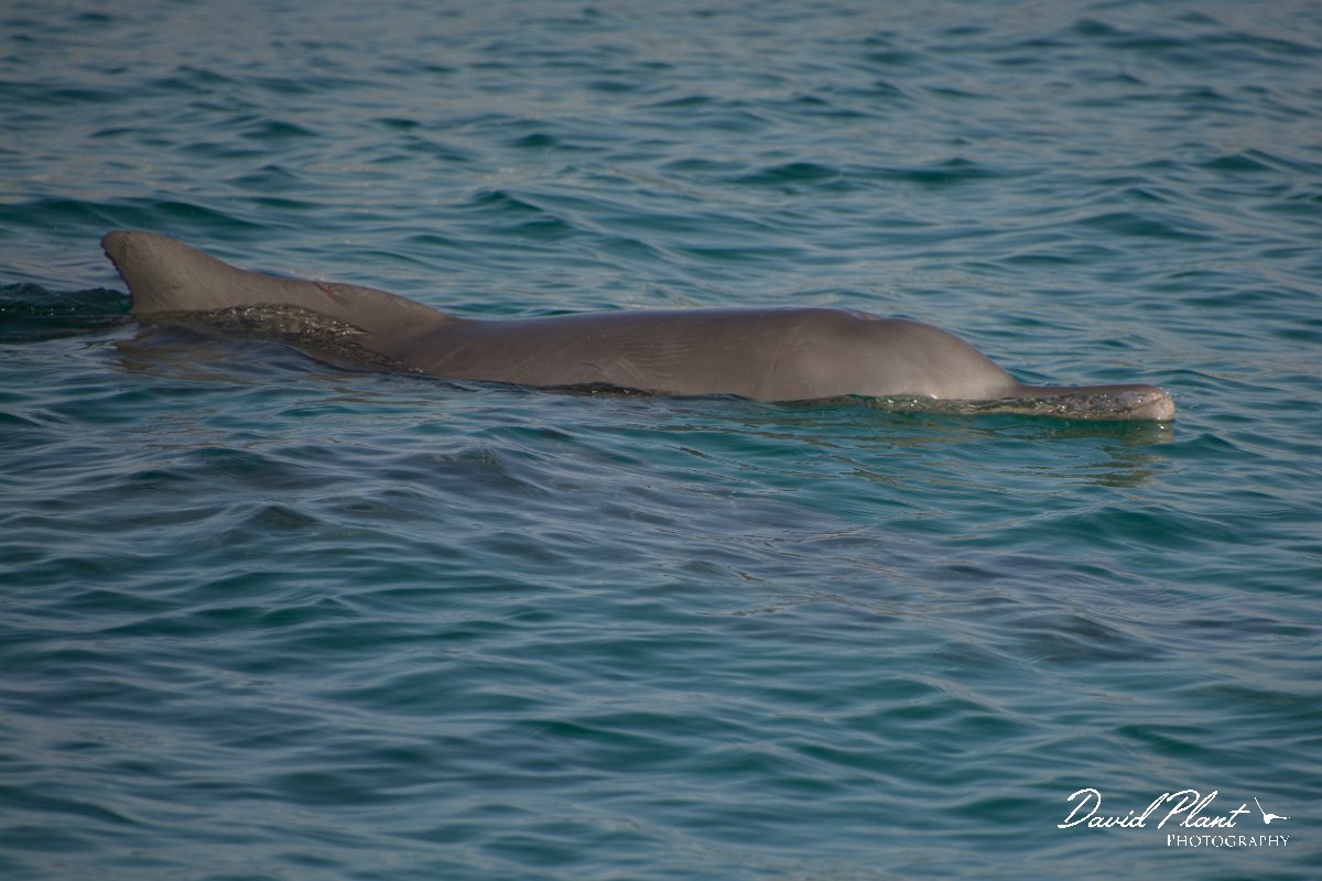 DPPhotography - Oman - Humpback dolphin - N.jpg - Indian humpback dolphin, Sousa plumbea - off Juweira Boutique Hotel, Oman