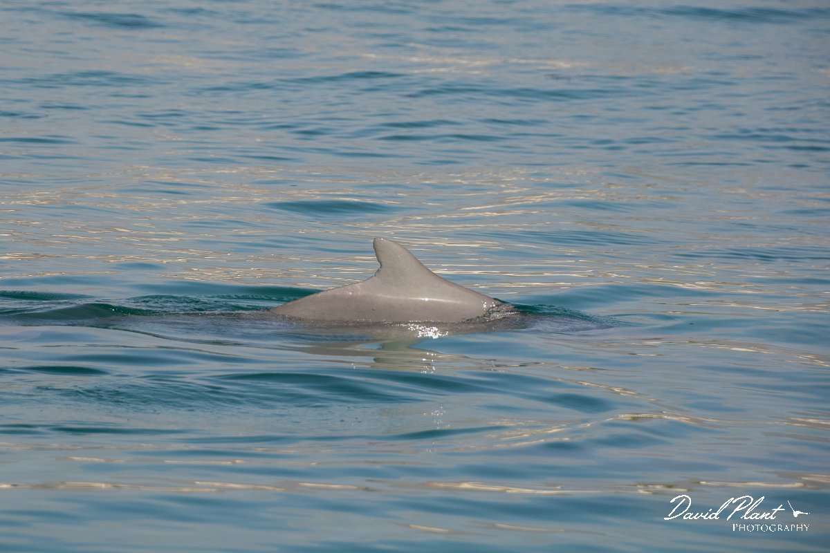 DPPhotography - Oman - Humpback dolphin - P.jpg - Indian humpback dolphin, Sousa plumbea - off Juweira Boutique Hotel, Oman