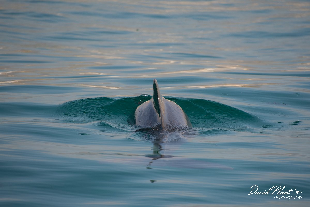 DPPhotography - Oman - Humpback dolphin - Q.jpg - Indian humpback dolphin, Sousa plumbea - off Juweira Boutique Hotel, Oman