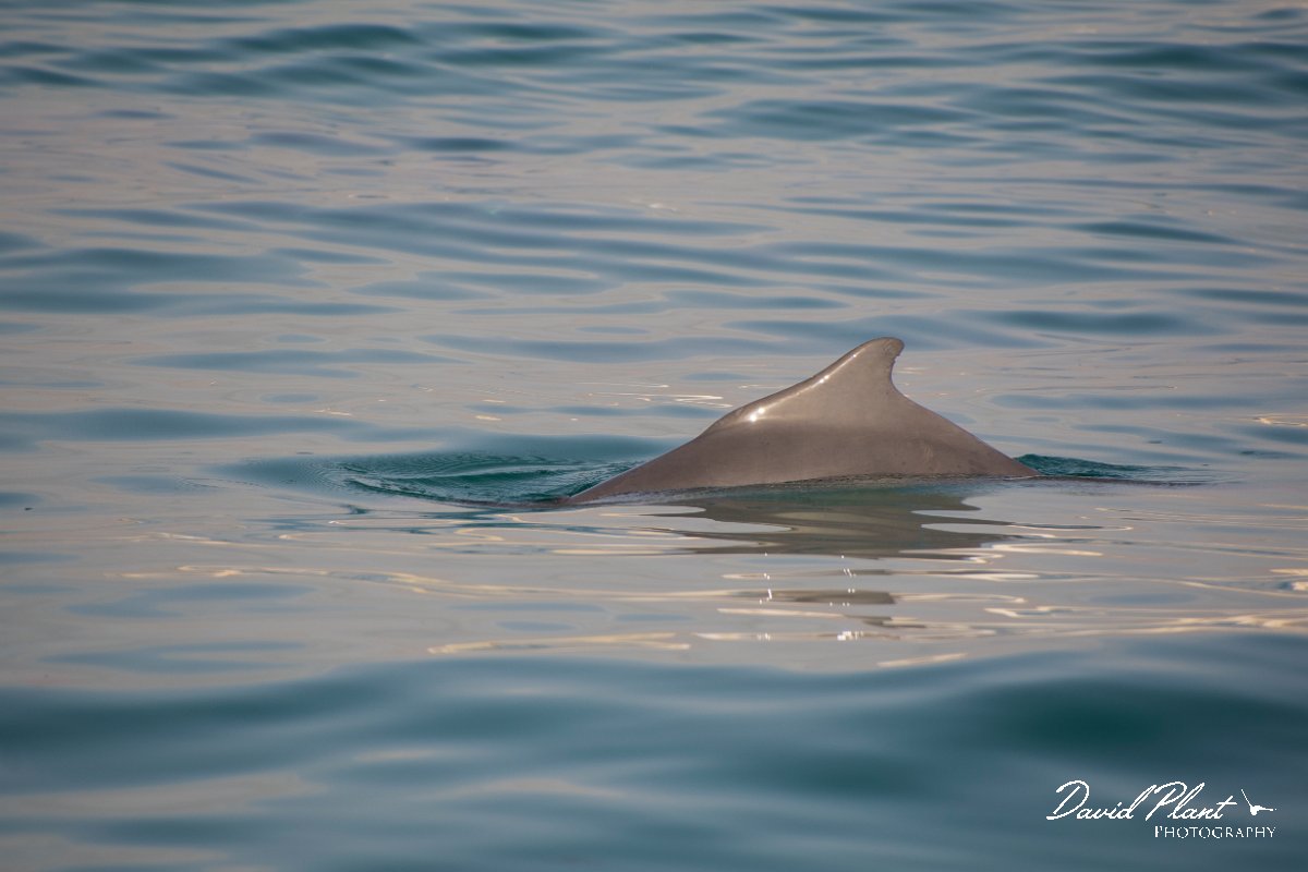 DPPhotography - Oman - Humpback dolphin - R.jpg - Indian humpback dolphin, Sousa plumbea - off Juweira Boutique Hotel, Oman
