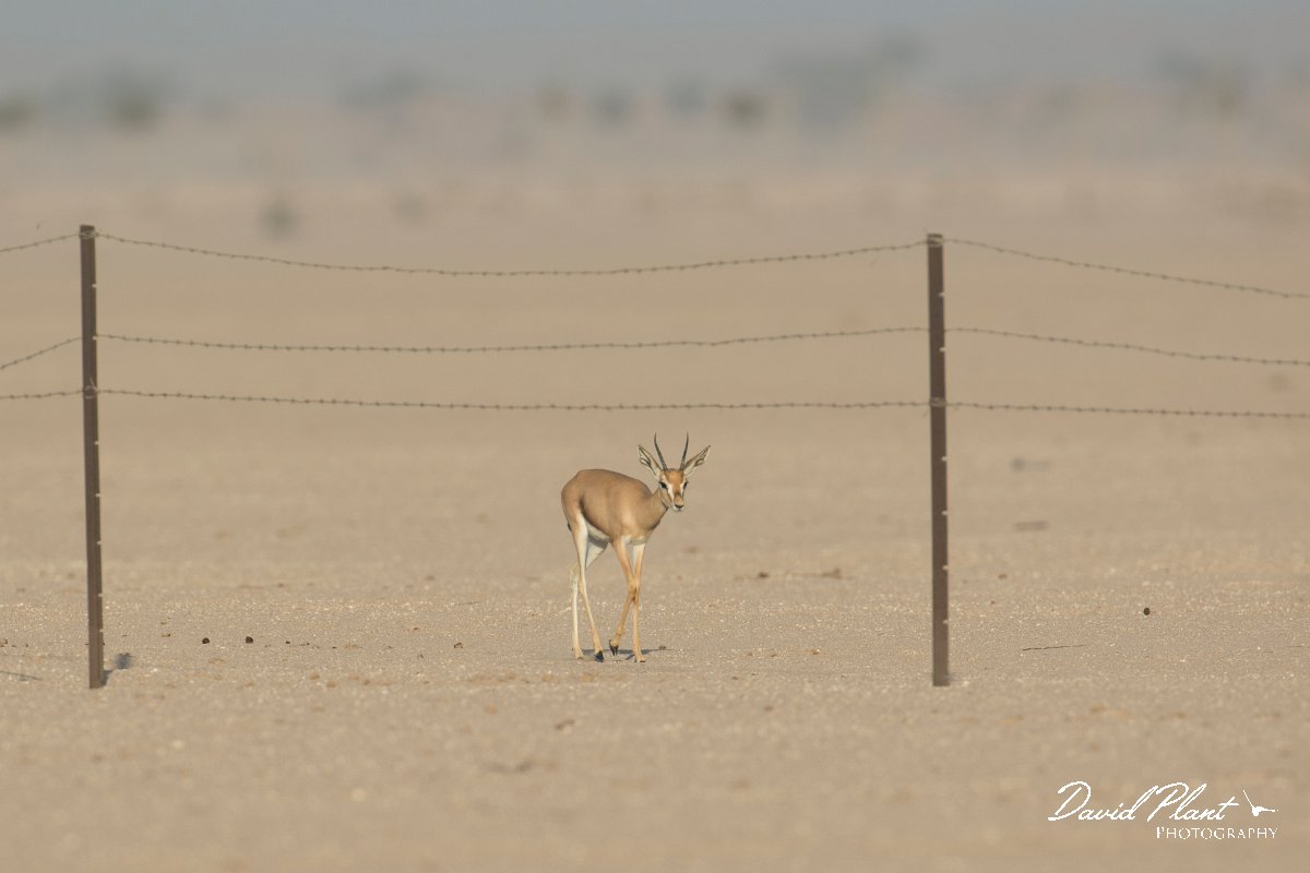DPPhotography - Oman - Mountain gazelle - A.jpg - Mountain gazelle, Gazella gazella - Muntasar Oasis, Oman