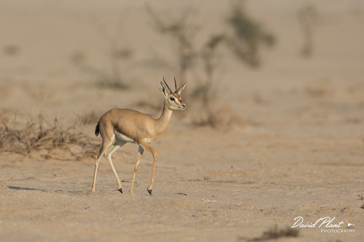 DPPhotography - Oman - Mountain gazelle - B.jpg - Mountain gazelle, Gazella gazella - Muntasar Oasis, Oman
