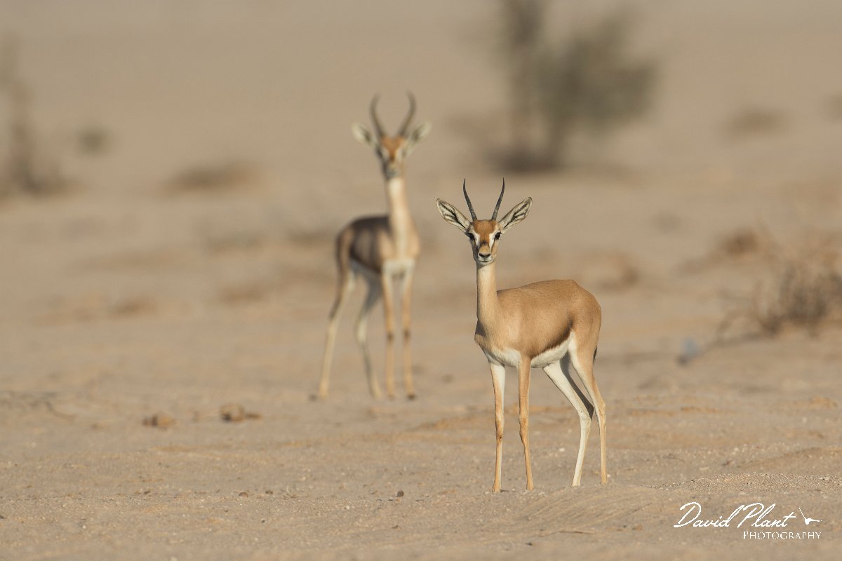 DPPhotography - Oman - Mountain gazelle - C.jpg - Mountain gazelle, Gazella gazella - Muntasar Oasis, Oman