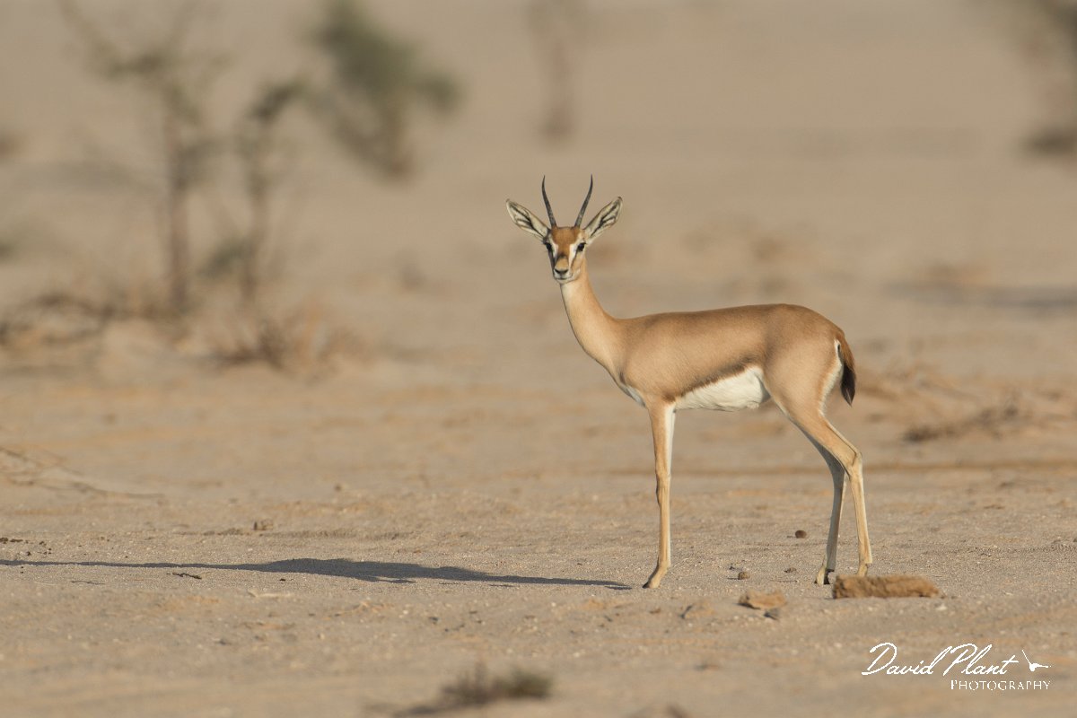 DPPhotography - Oman - Mountain gazelle - D.jpg - Mountain gazelle, Gazella gazella - Muntasar Oasis, Oman