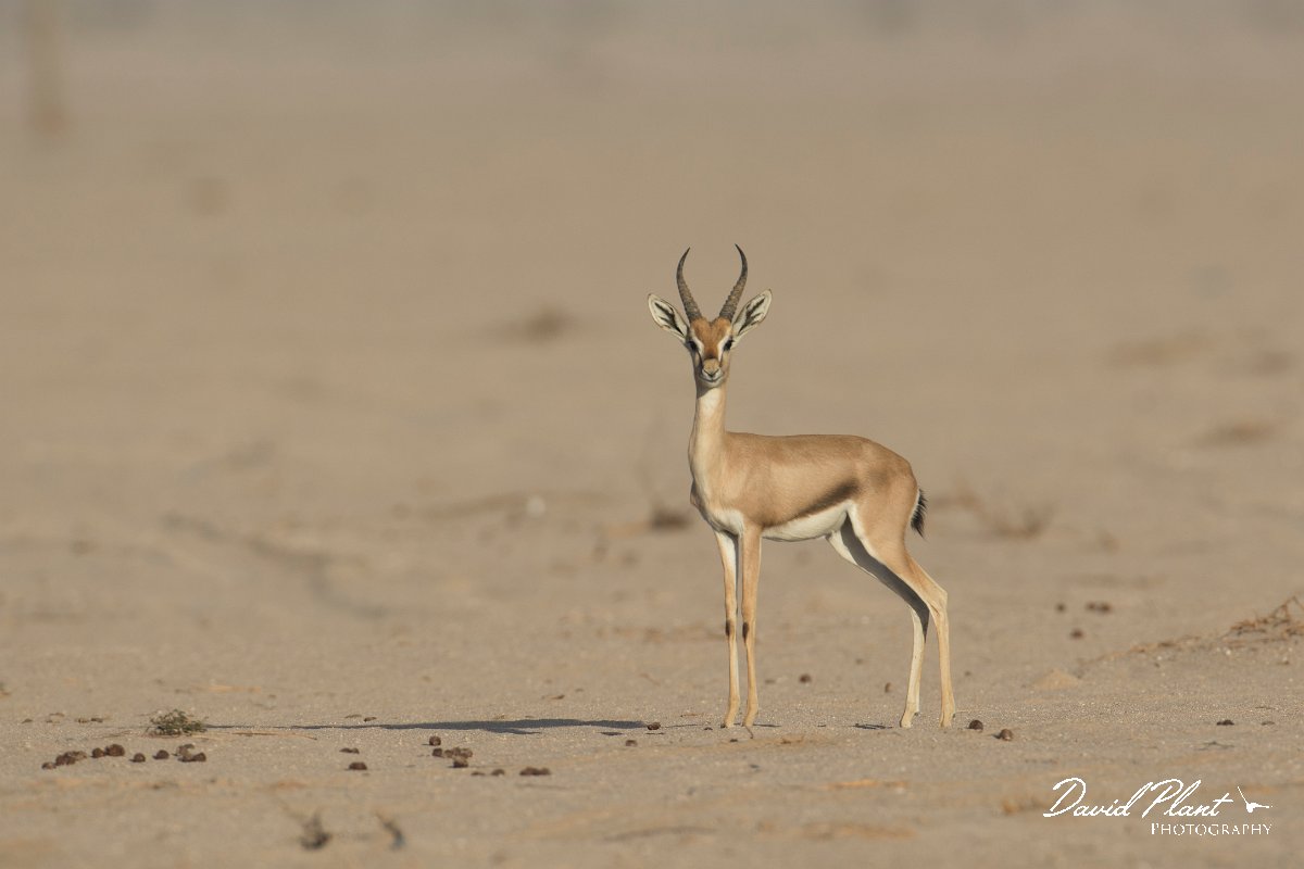 DPPhotography - Oman - Mountain gazelle - E.jpg - Mountain gazelle, Gazella gazella - Muntasar Oasis, Oman