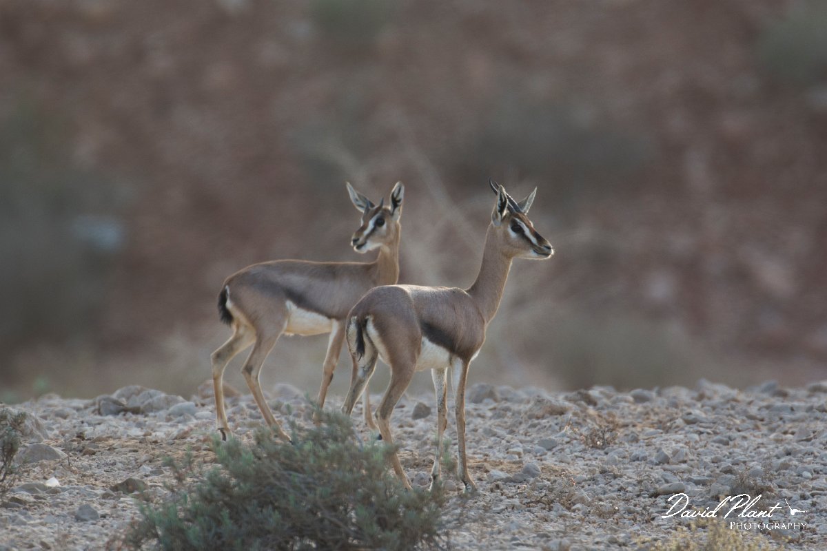 DPPhotography - Oman - Mountain gazelle - G.jpg - Mountain gazelle, Gazella gazella - Ras Al Shajar Sanctuary, Oman