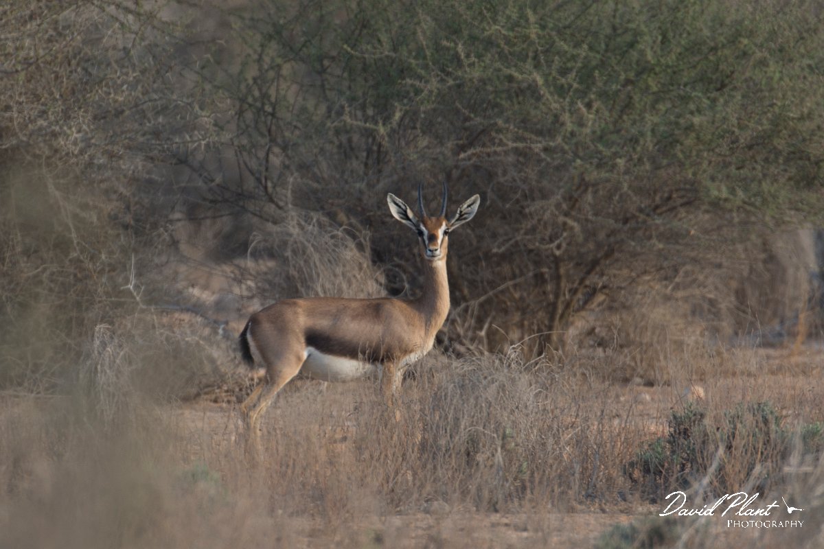 DPPhotography - Oman - Mountain gazelle - H.jpg - Mountain gazelle, Gazella gazella - Ras Al Shajar Sanctuary, Oman