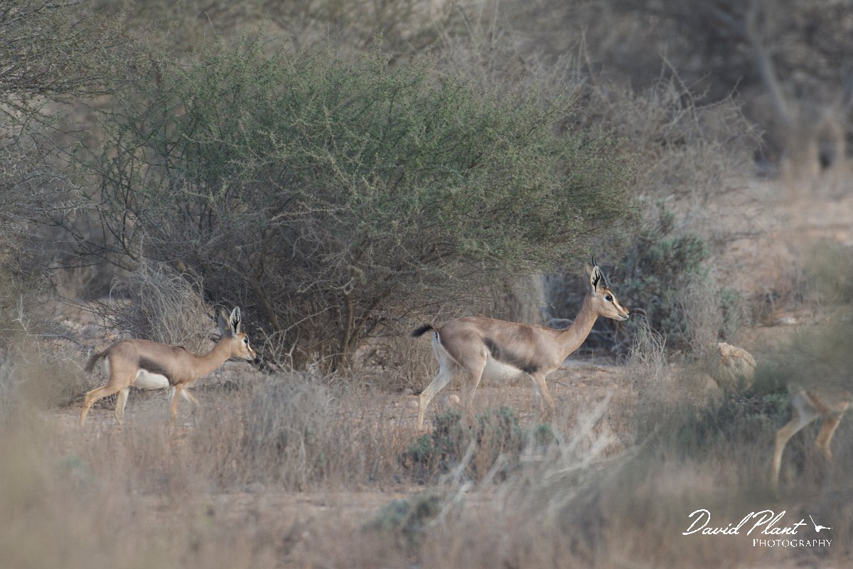 DPPhotography - Oman - Mountain gazelle - I.jpg - Mountain gazelle, Gazella gazella - Ras Al Shajar Sanctuary, Oman