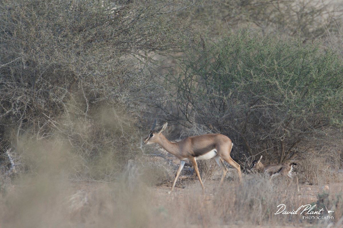 DPPhotography - Oman - Mountain gazelle - J.jpg - Mountain gazelle, Gazella gazella - Ras Al Shajar Sanctuary, Oman