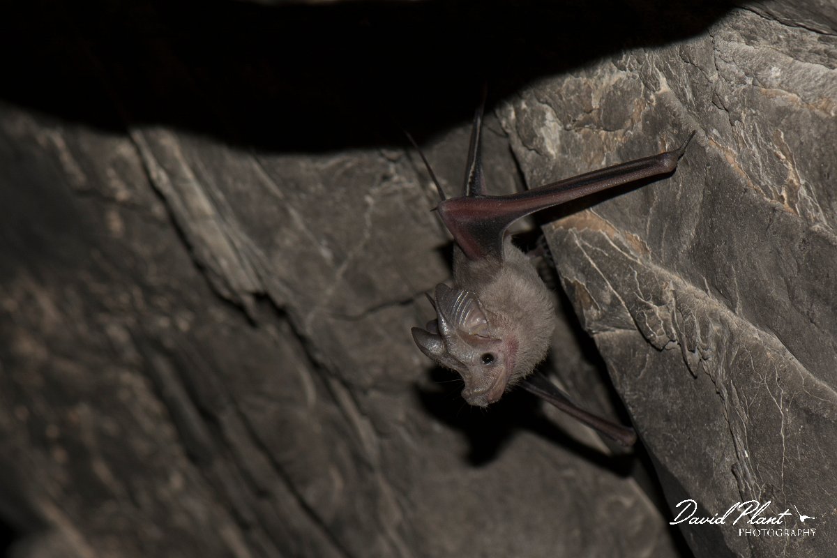 DPPhotography - Oman - Small mouse-tailed bat - A.jpg - Small mouse-tailed bat, Rhinopoma muscatellum - Wadi Al-Muaydin, Oman