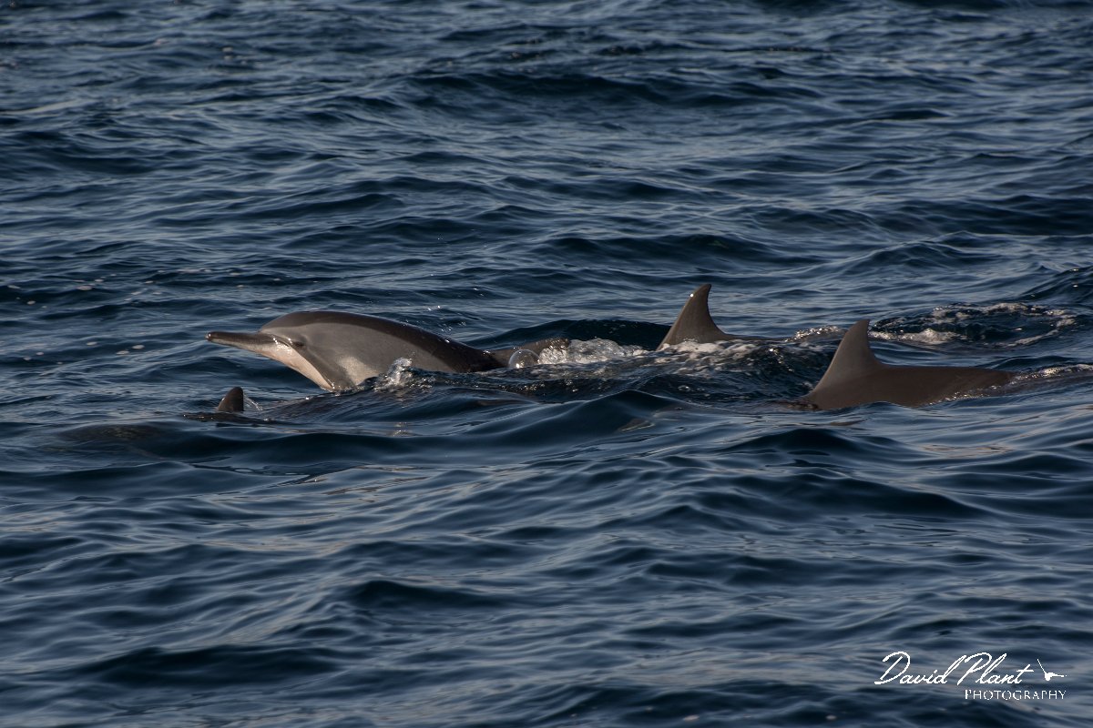 DPPhotography - Oman - Spinner dolphin - A.jpg - Spinner dolphin, Stenella longirostris - Marina Bandar Al Rowdha, Oman