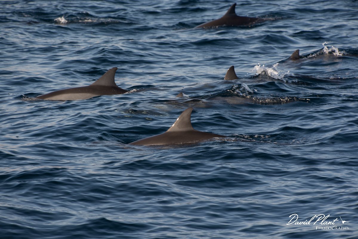 DPPhotography - Oman - Spinner dolphin - B.jpg - Spinner dolphin, Stenella longirostris - Marina Bandar Al Rowdha, Oman
