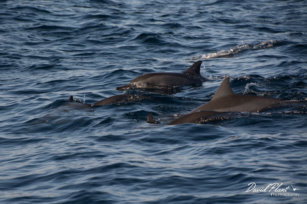 DPPhotography - Oman - Spinner dolphin - C.jpg - Spinner dolphin, Stenella longirostris - Marina Bandar Al Rowdha, Oman