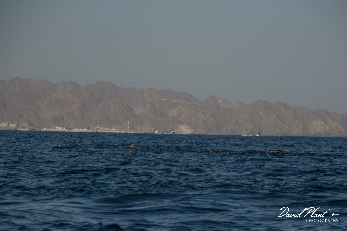 DPPhotography - Oman - Spinner dolphin - D.jpg - Spinner dolphin, Stenella longirostris - Marina Bandar Al Rowdha, Oman