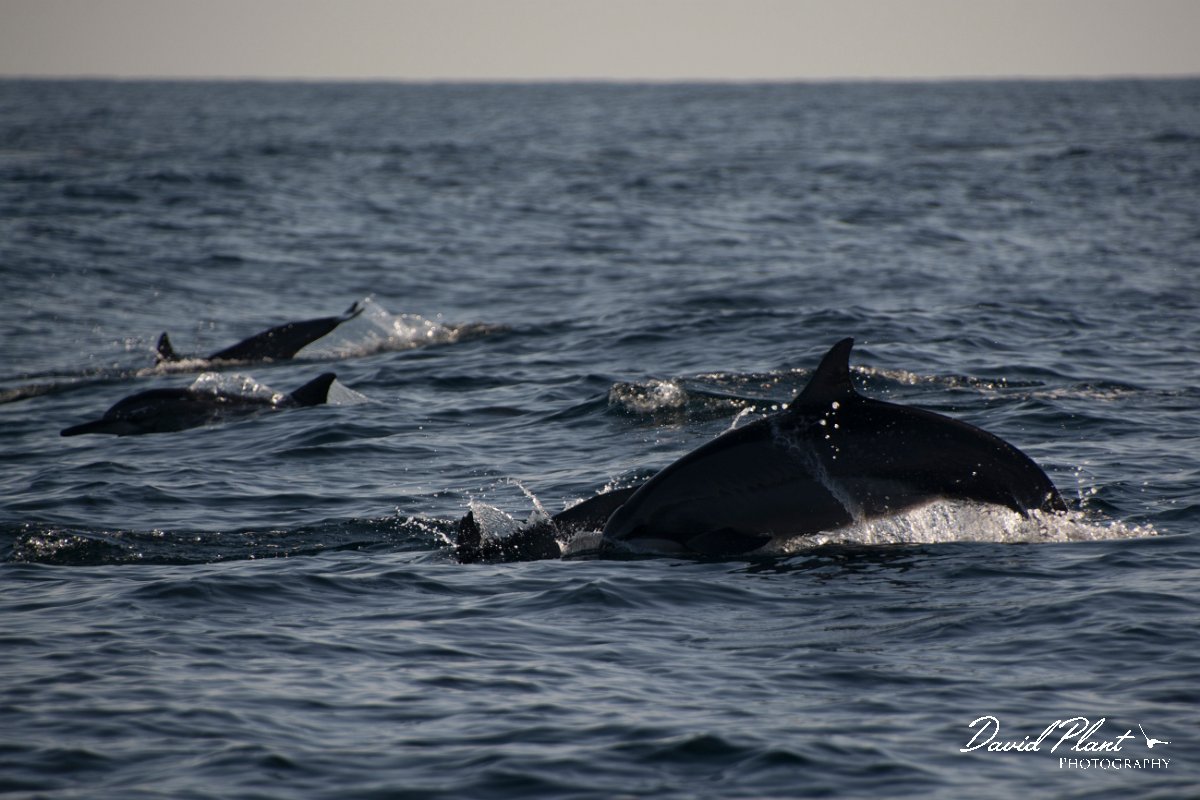 DPPhotography - Oman - Spinner dolphin - E.jpg - Spinner dolphin, Stenella longirostris - Marina Bandar Al Rowdha, Oman