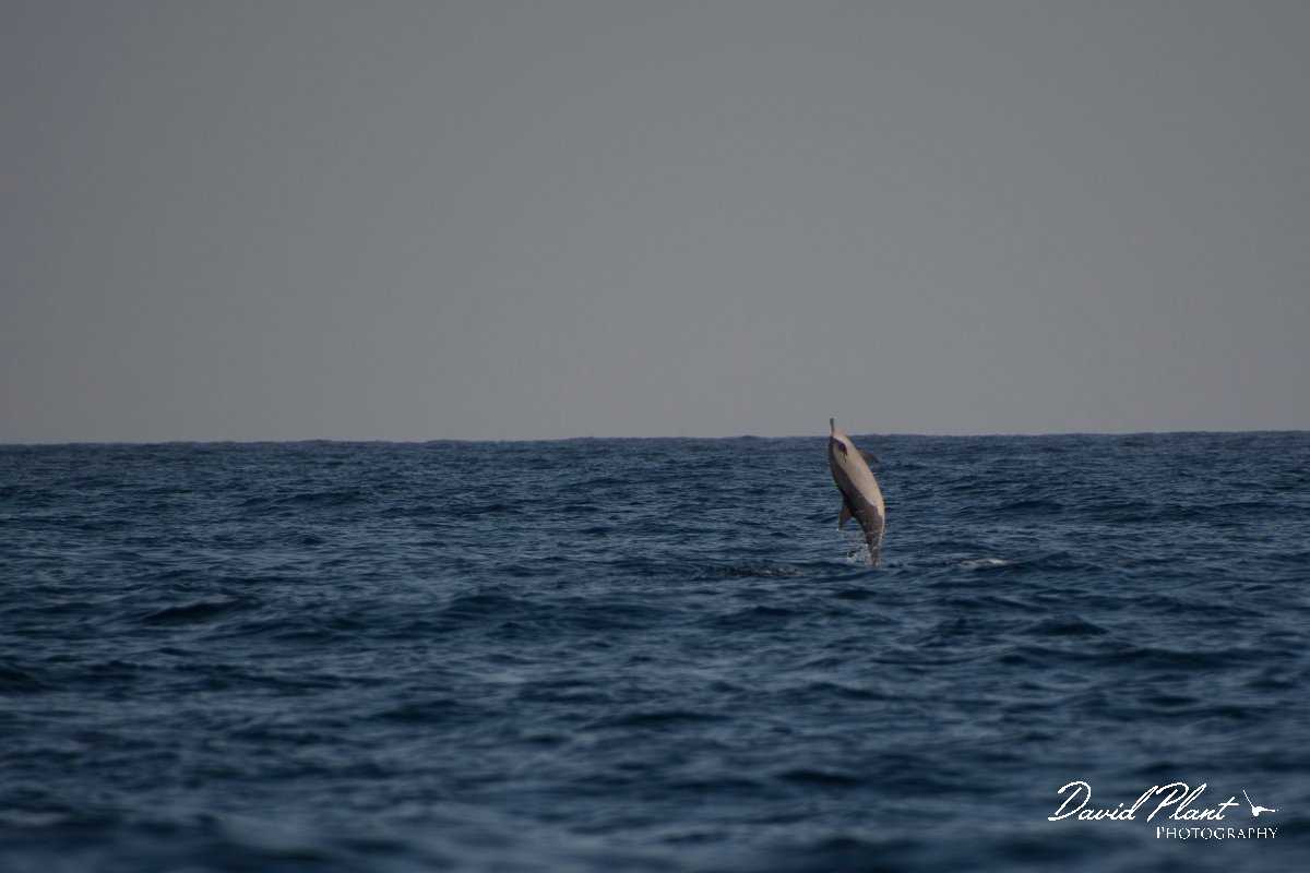 DPPhotography - Oman - Spinner dolphin - F.jpg - Spinner dolphin, Stenella longirostris - Marina Bandar Al Rowdha, Oman