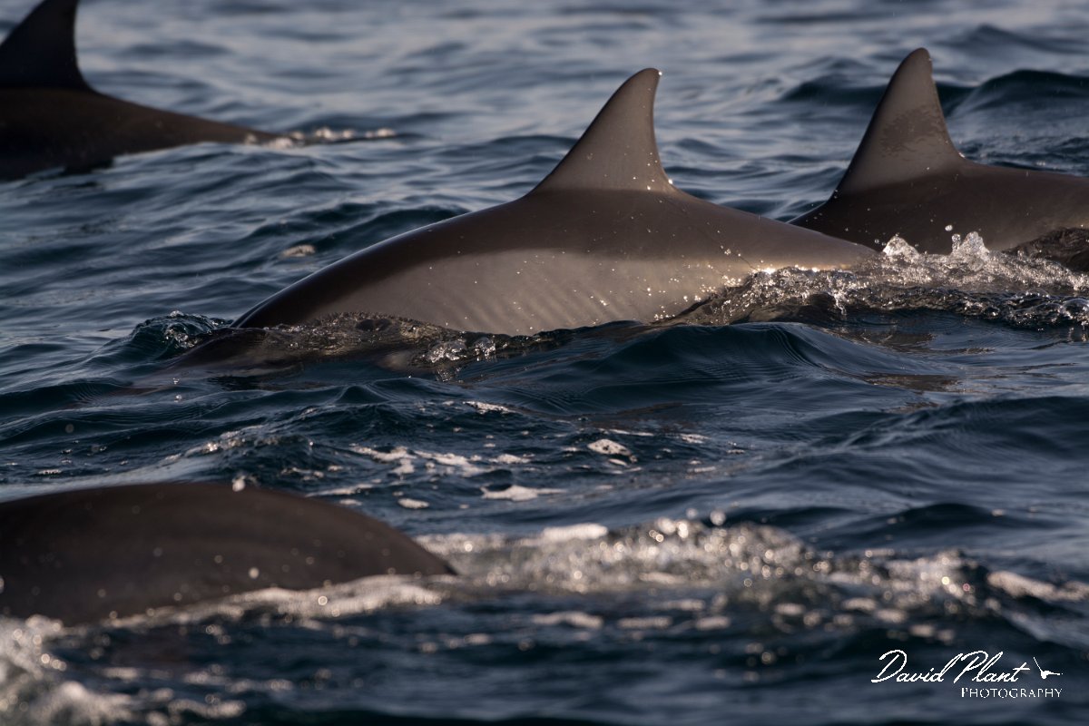 DPPhotography - Oman - Spinner dolphin - G.jpg - Spinner dolphin, Stenella longirostris - Marina Bandar Al Rowdha, Oman