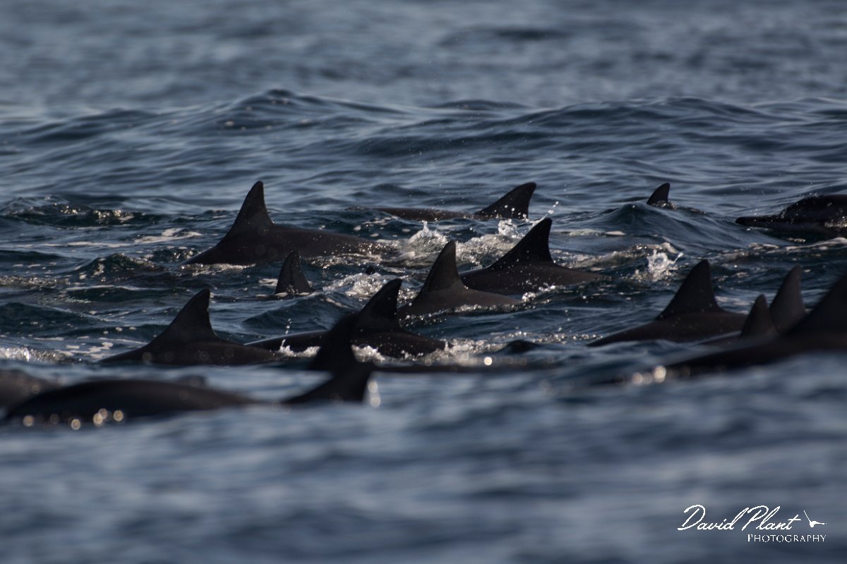 DPPhotography - Oman - Spinner dolphin - H.jpg - Spinner dolphin, Stenella longirostris - Marina Bandar Al Rowdha, Oman