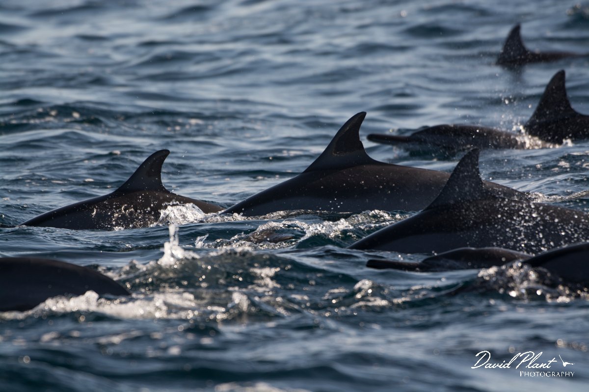 DPPhotography - Oman - Spinner dolphin - I.jpg - Spinner dolphin, Stenella longirostris - Marina Bandar Al Rowdha, Oman