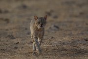 DPPhotography - Oman - African wildcat - B