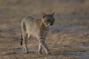 DPPhotography - Oman - African wildcat - C