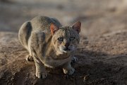 DPPhotography - Oman - African wildcat - E