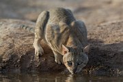 DPPhotography - Oman - African wildcat - F