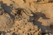 DPPhotography - Oman - Arabian red fox - A