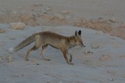 DPPhotography - Oman - Arabian red fox - B