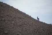 DPPhotography - Oman - Donkey - A