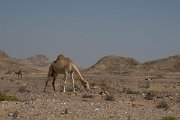 DPPhotography - Oman - Dromedary camel - B