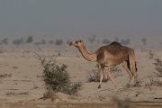 DPPhotography - Oman - Dromedary camel - D