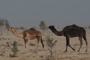 DPPhotography - Oman - Dromedary camel - E