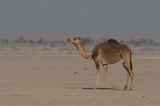 DPPhotography - Oman - Dromedary camel - F