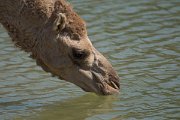 DPPhotography - Oman - Dromedary camel - H