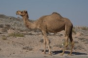 DPPhotography - Oman - Dromedary camel - I