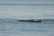 DPPhotography - Oman - Humpback dolphin - A