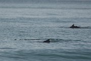 DPPhotography - Oman - Humpback dolphin - B