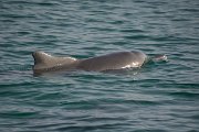 DPPhotography - Oman - Humpback dolphin - F