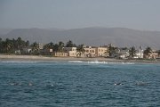 DPPhotography - Oman - Humpback dolphin - G