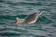 DPPhotography - Oman - Humpback dolphin - I