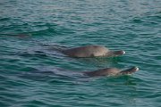 DPPhotography - Oman - Humpback dolphin - J