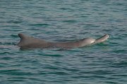 DPPhotography - Oman - Humpback dolphin - K