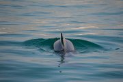 DPPhotography - Oman - Humpback dolphin - Q