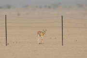 DPPhotography - Oman - Mountain gazelle - A